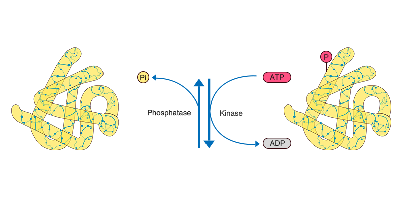 Protein Phosphorylation