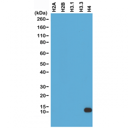 Anti-Histone H4 rabbit monoclonal antibody [RM212] image 2