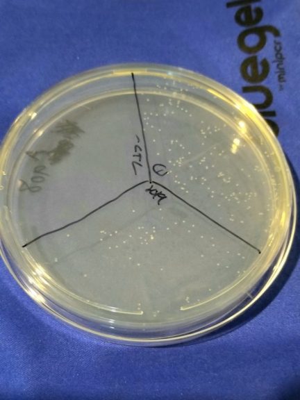 KLD mutagenesis validation and long storage stability